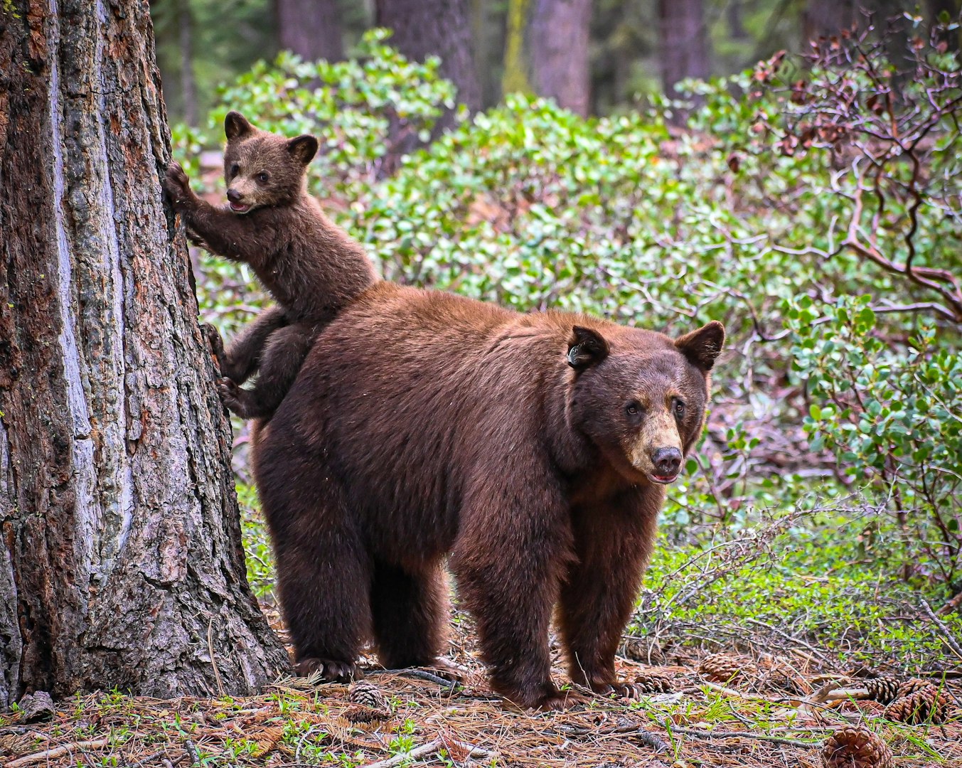 bear cub with mama