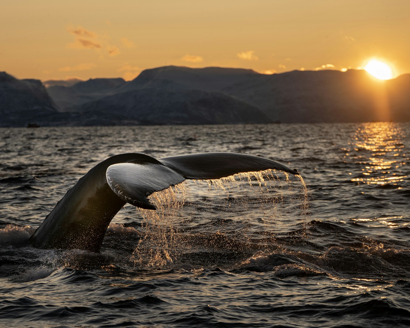 whale breaching tale tours