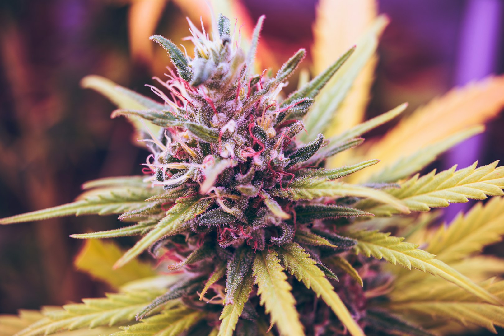 Cannabis flower Canna