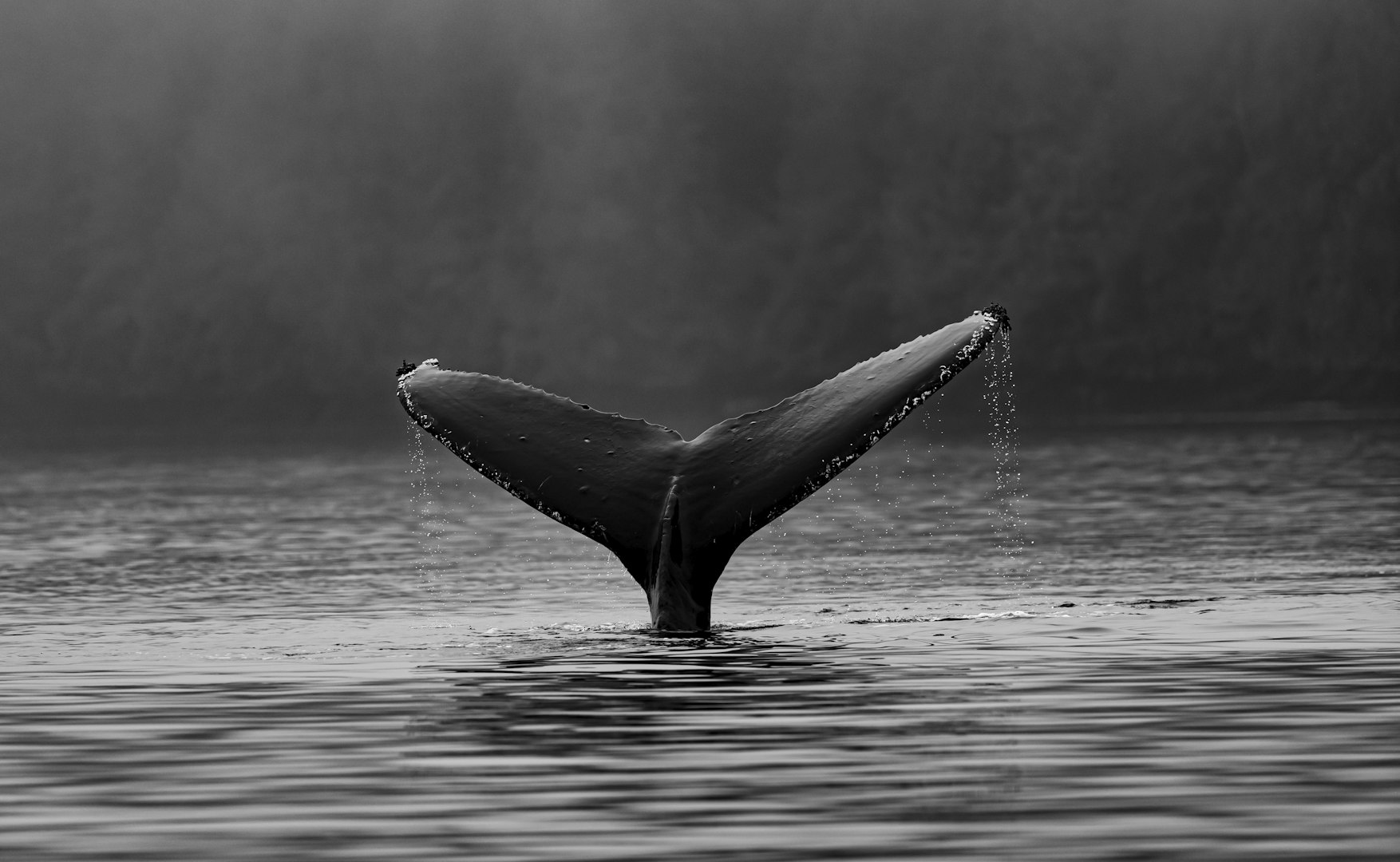 Whale tale